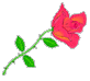 a ramblin rose travel